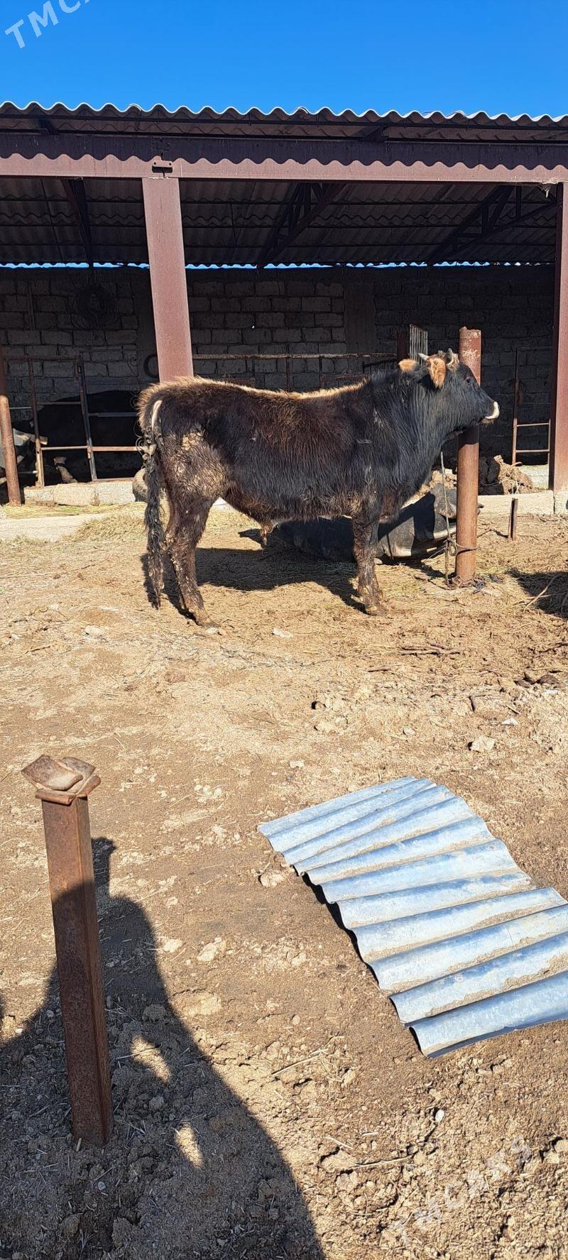 öküz şwes - Ашхабад - img 1