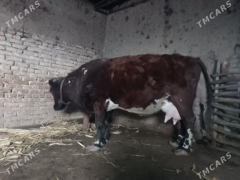 goleli sygyr - Gubadag - img 1