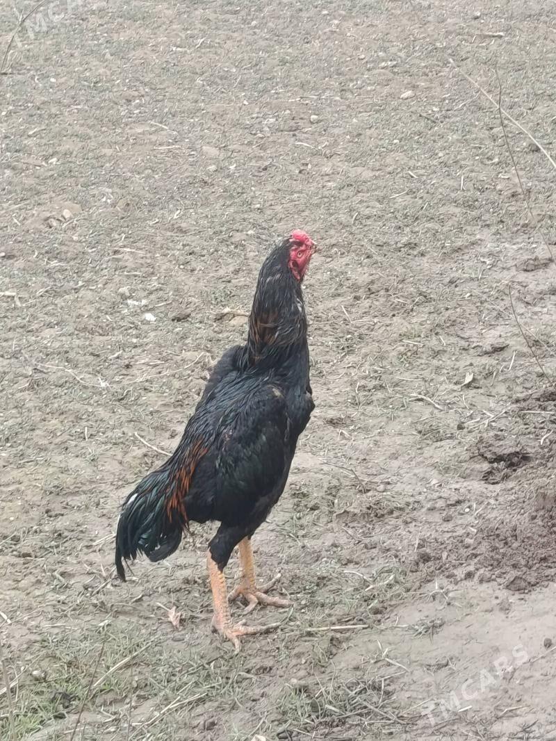 BAYES - Туркменабат - img 1