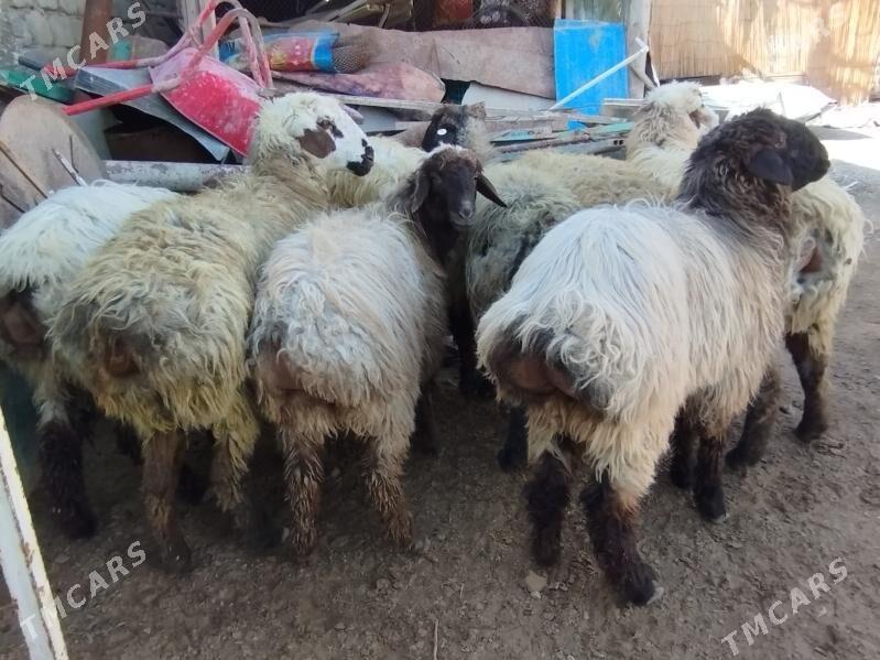 Işşek - Aşgabat - img 1