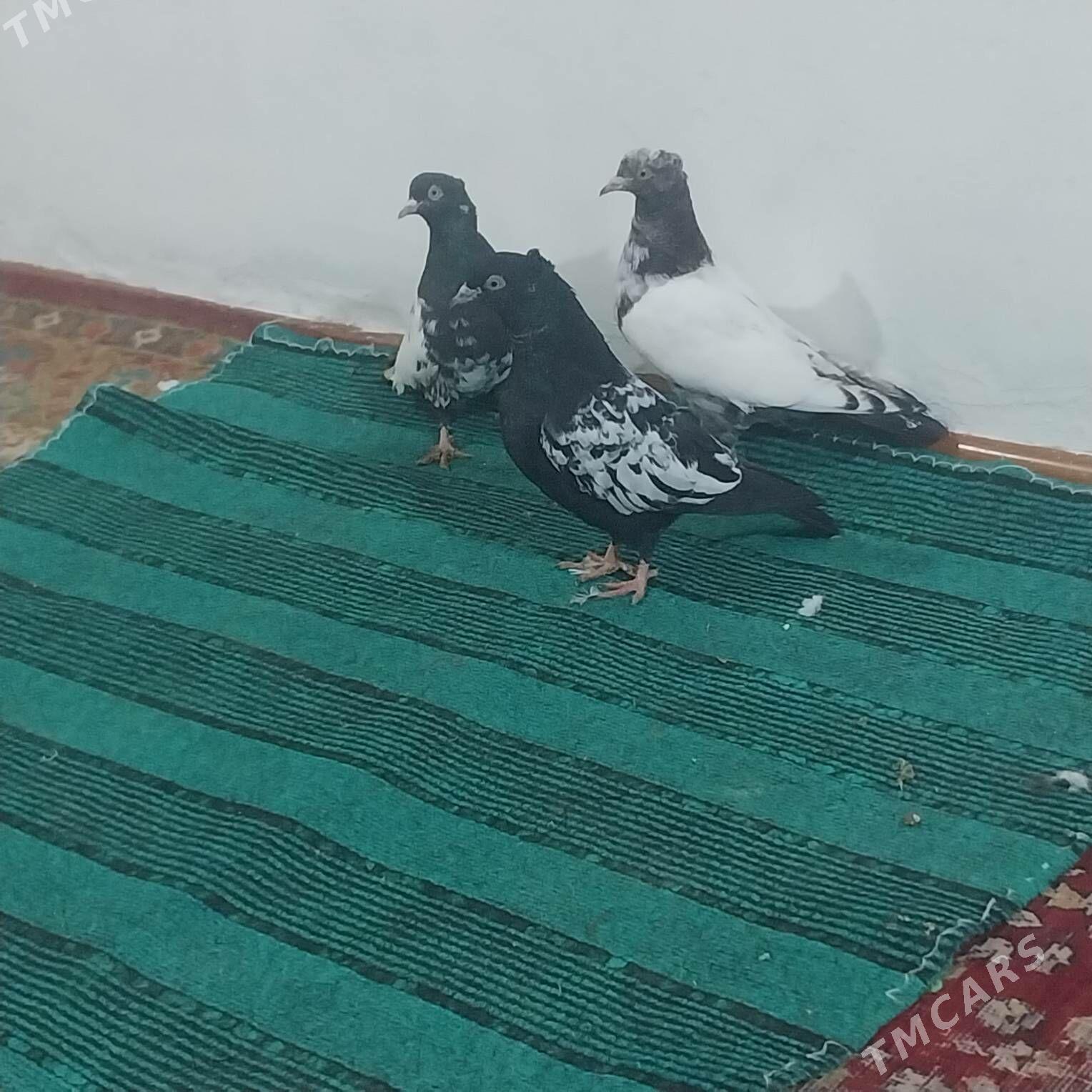 KEPDERI. - Мургап - img 1