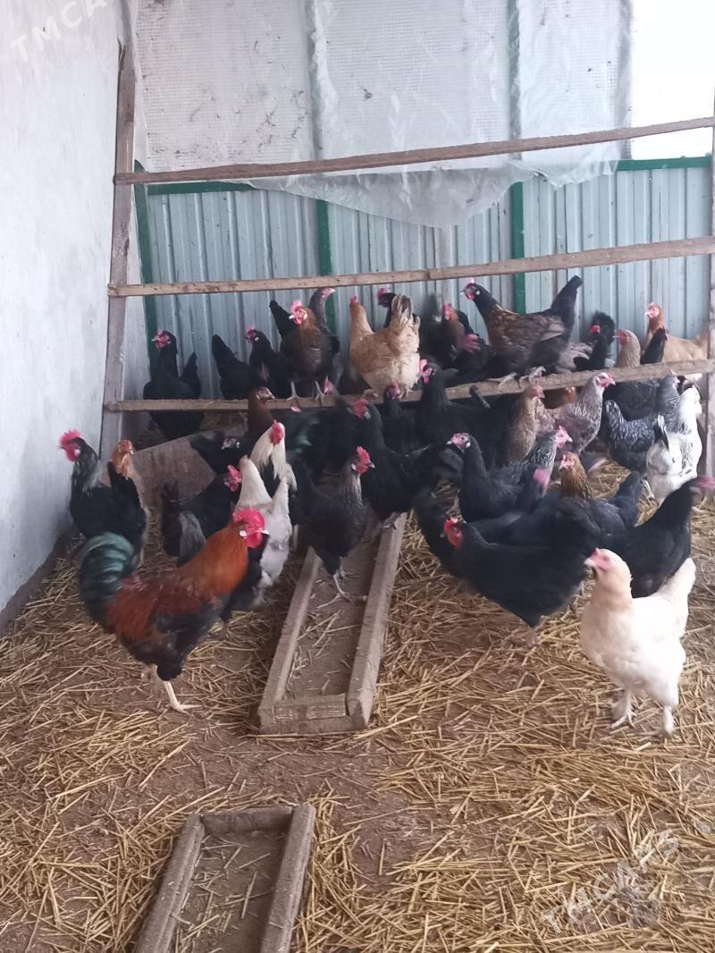 Towuk - Türkmenabat - img 1