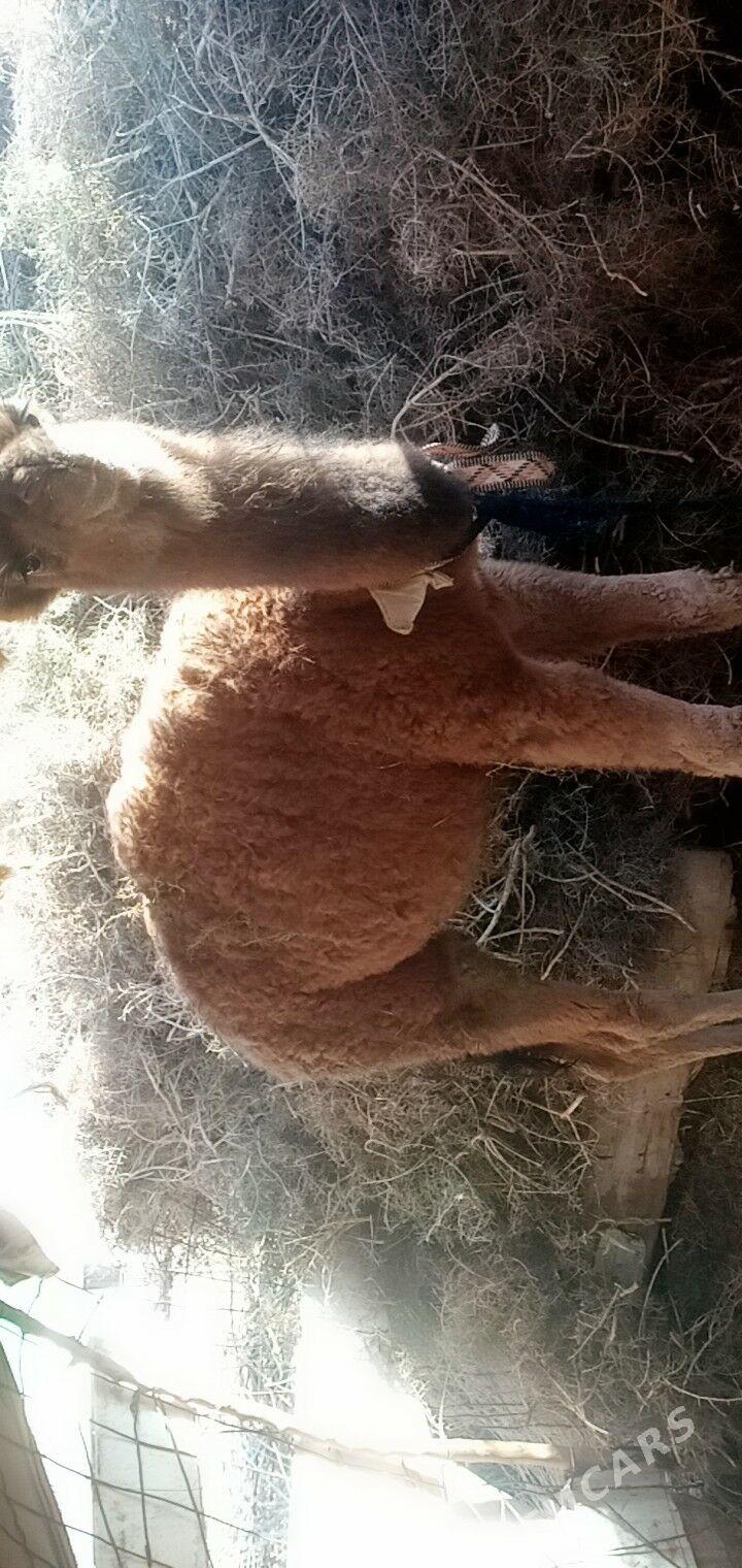 Duye - Бабадайхан - img 1