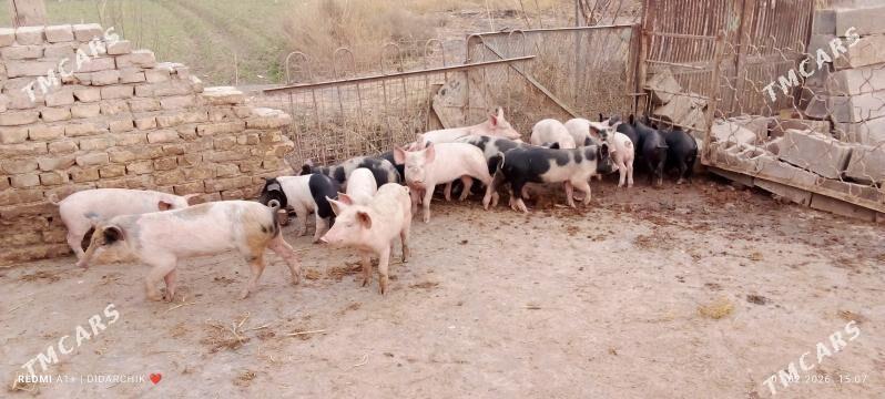 jojuk - Чарджоу - img 1