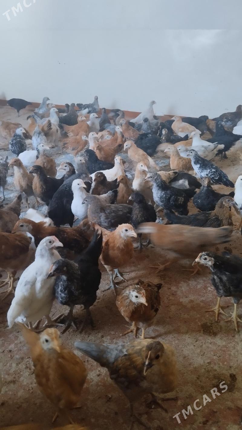 towuk juyje - Wekilbazar - img 1