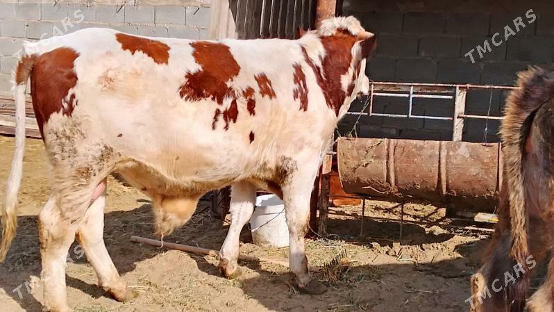 öküz - Хазар - img 1