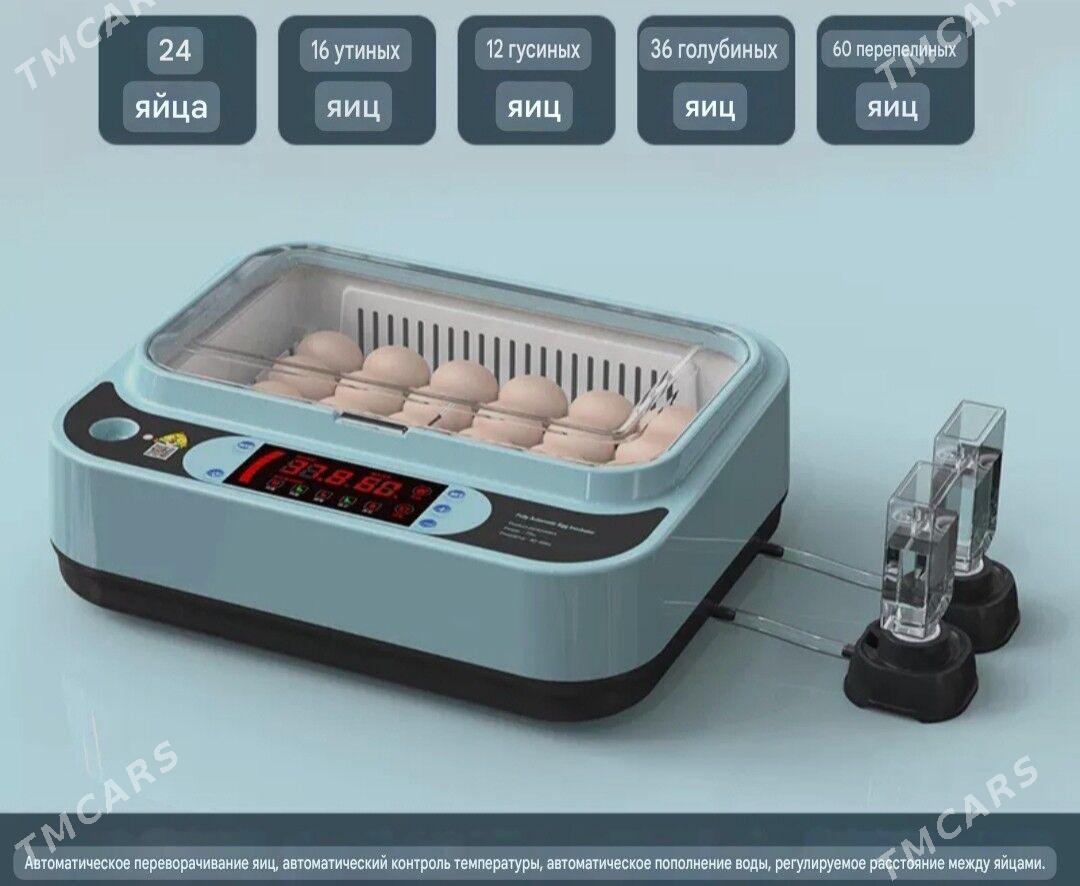 Awtomat inkubator - Türkmenabat - img 1