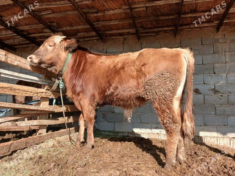 Okuz - Ak bugdaý etraby - img 1