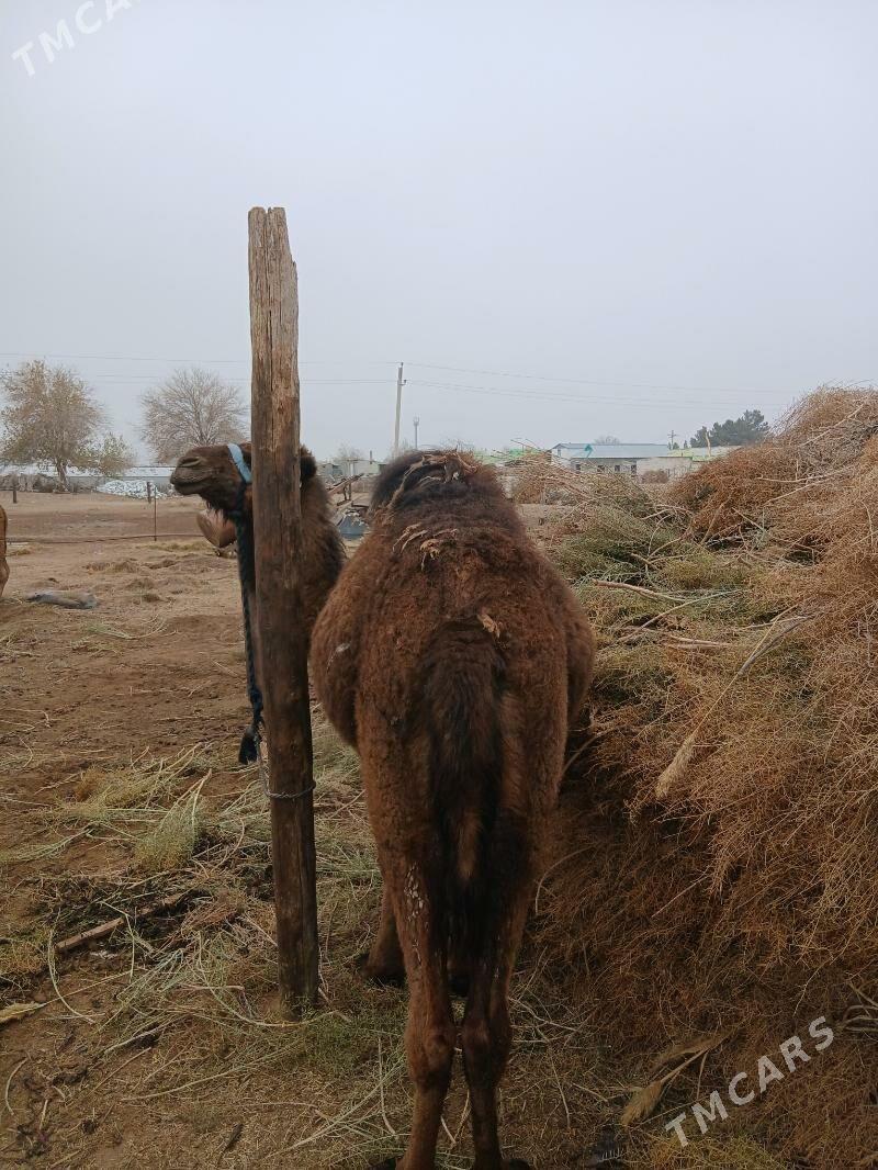 inen owsuk bakyda duran - Gökdepe - img 1