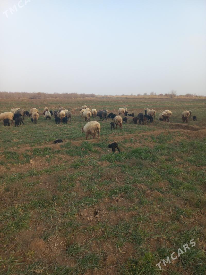 guzuly goýun - Теджен - img 1