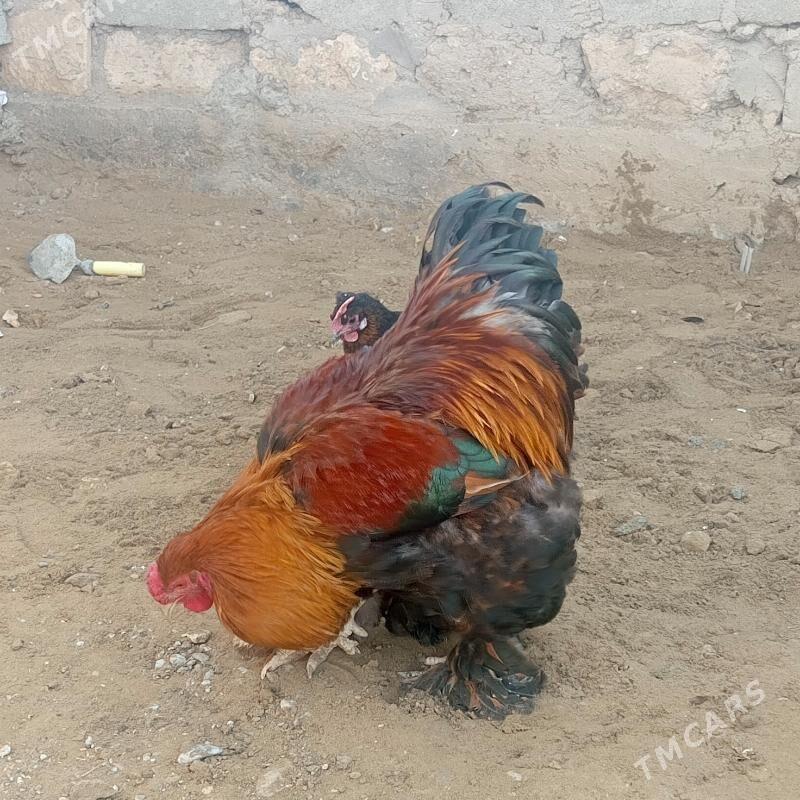 brama horaz - Гумдаг - img 1