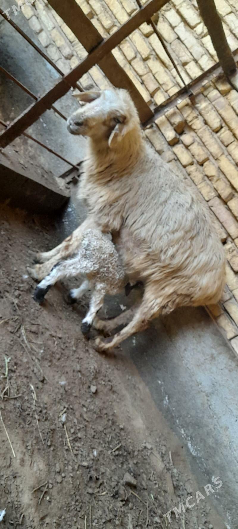 Guzly goyun - Tejen - img 1