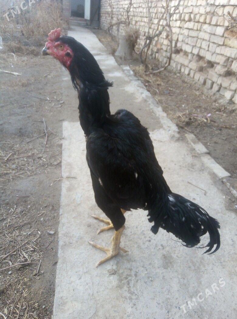 Хораз - Туркменабат - img 1