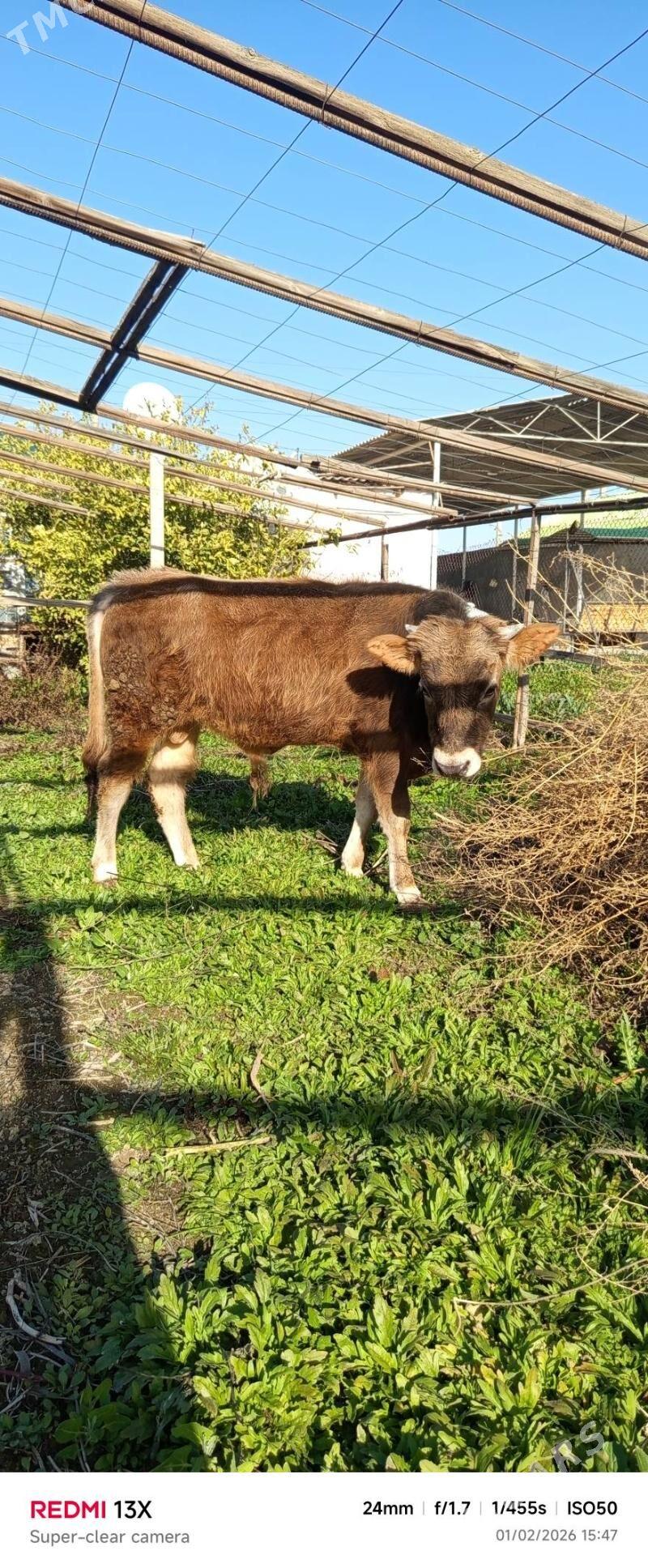 Göle - Büzmeýin - img 1