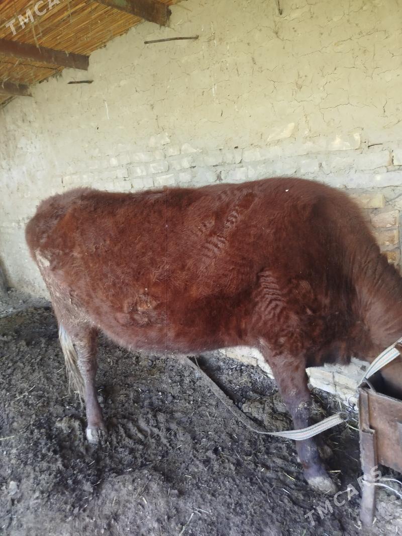 Sygyr - Мары - img 1