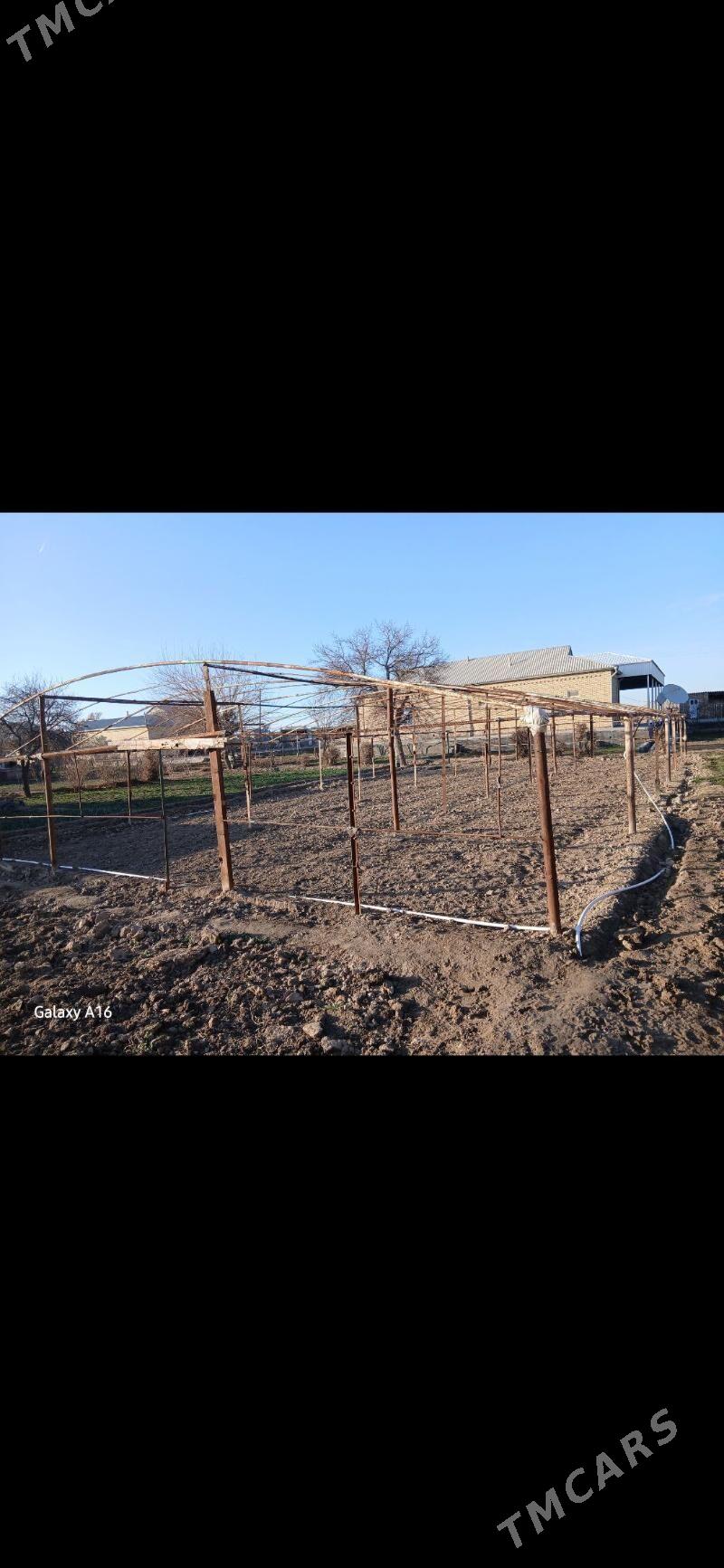 parnyk - Sakarçäge - img 1