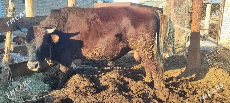 okuz - Сакарчага - img 1