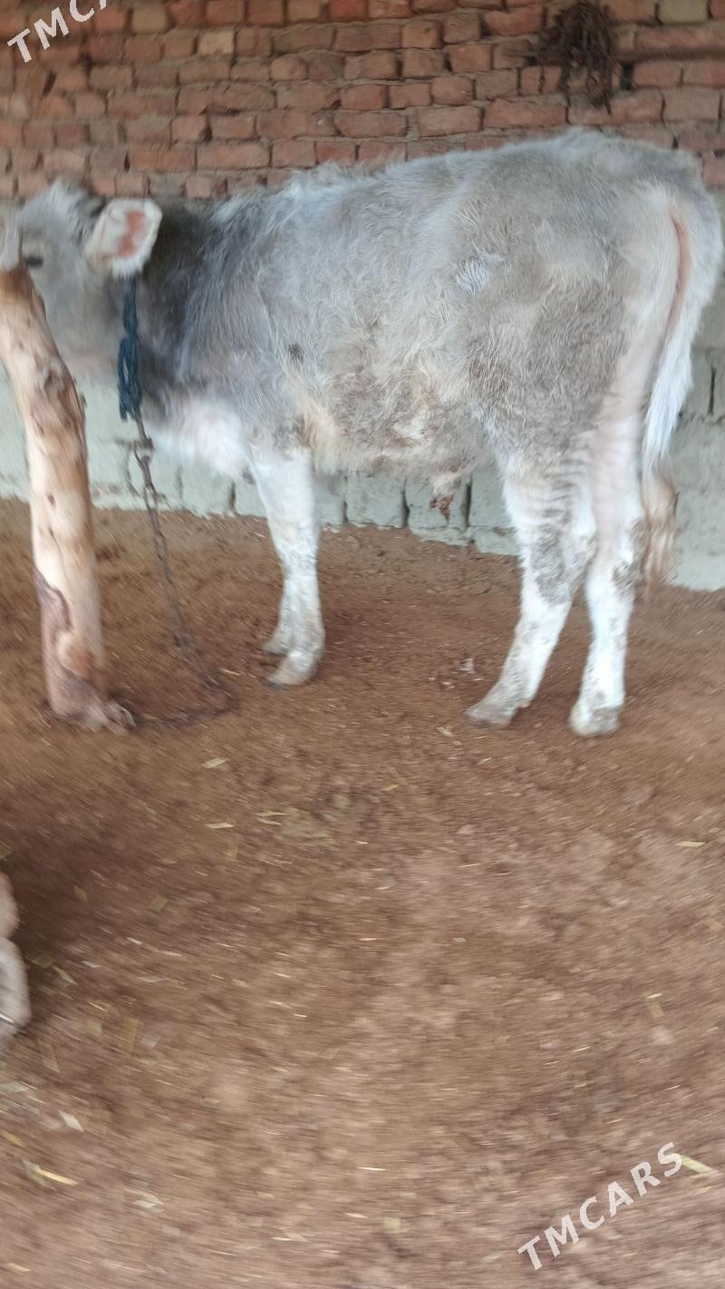 şiwes öküz - Бахарден - img 1