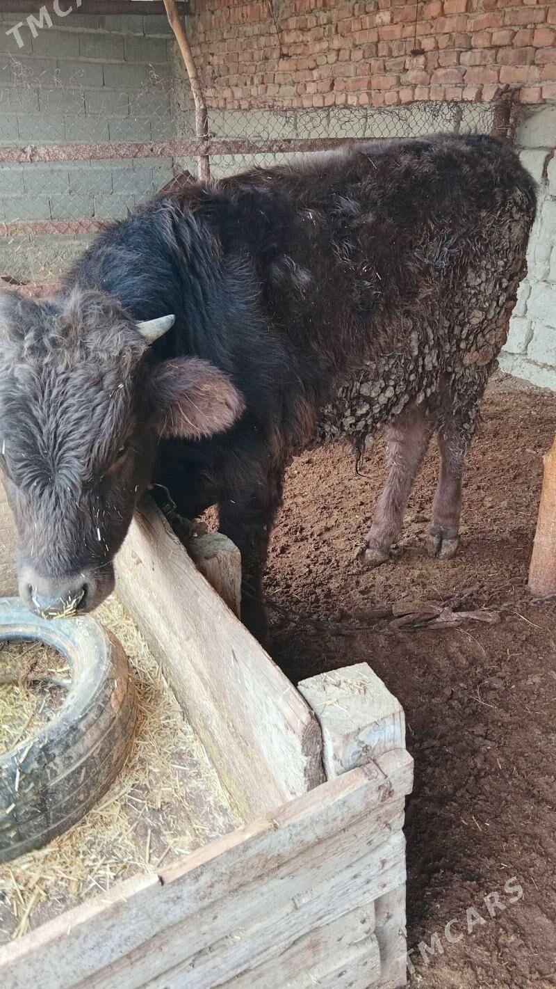 öküz - Бахарден - img 1