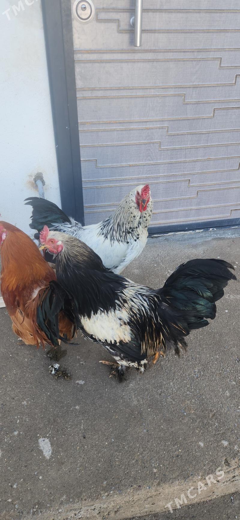 horaz - Çoganly - img 1