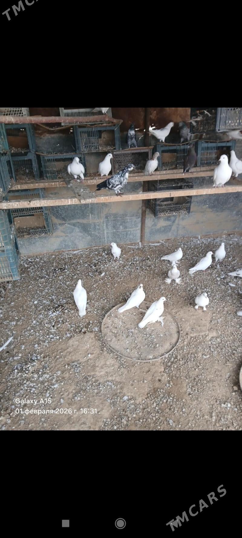 кепдери - Векильбазар - img 1