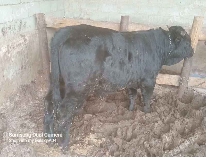 okuzler bakylan - Etrek - img 1