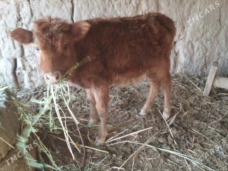 unajyn - Çärjew - img 1