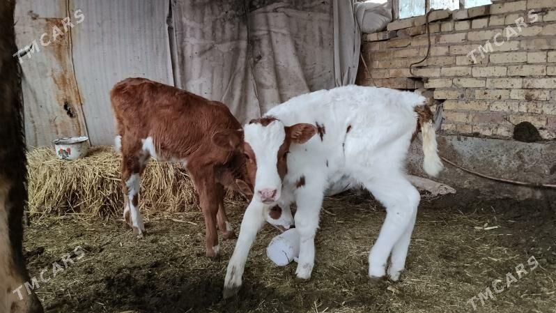 Goleler - Фарап - img 1