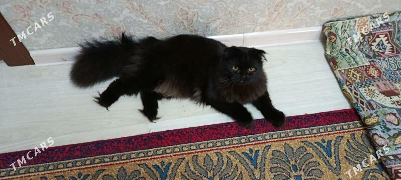 paroda pisik - Ашхабад - img 1