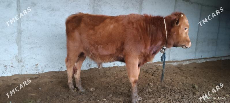 öküz - Бахарден - img 1