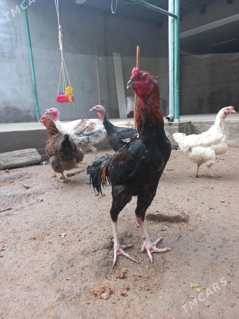 boycov - Türkmenabat - img 1