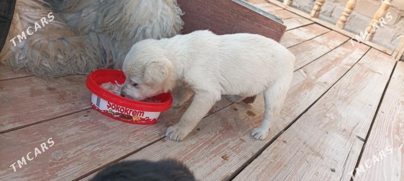 щенята - Байрамали - img 1