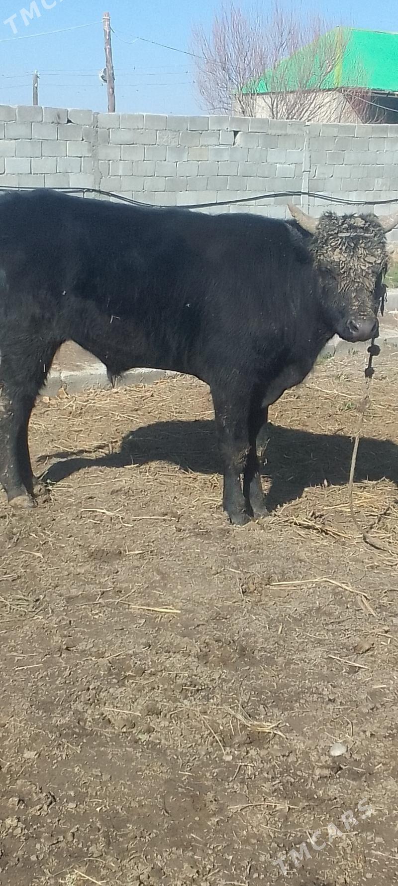 ökuz - Gökdepe - img 1