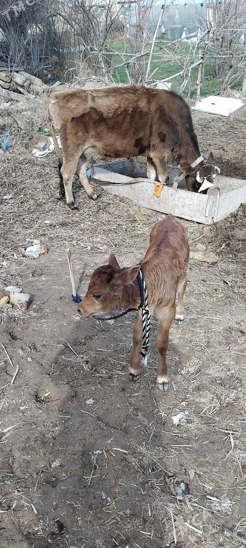 göleli sygyr - Baýramaly - img 1