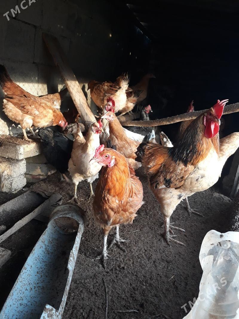 Horaz - Gökdepe - img 1