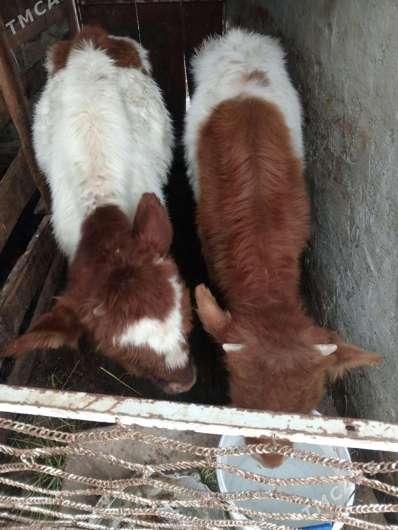 Okuz Tuwe - Ашхабад - img 1