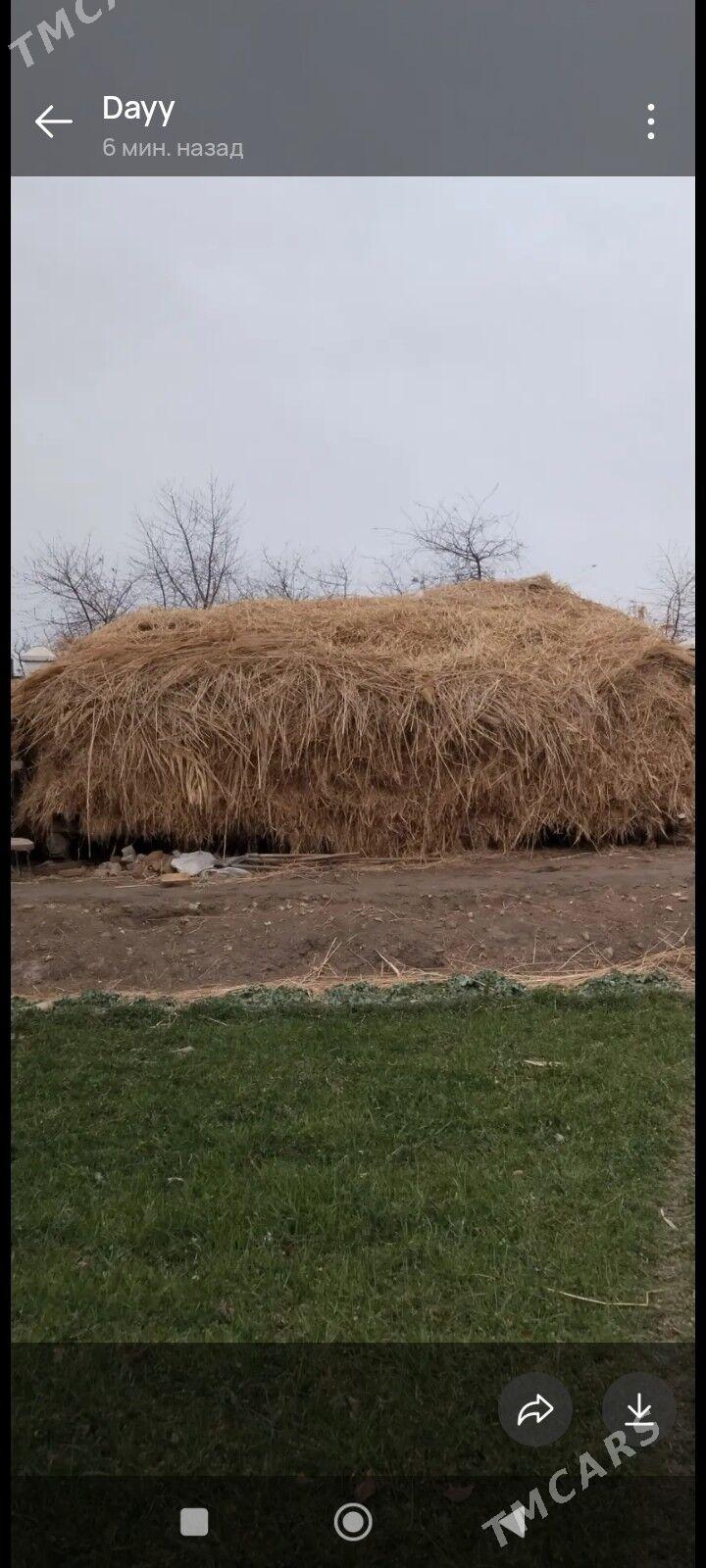 Mal oty - Çärjew - img 1