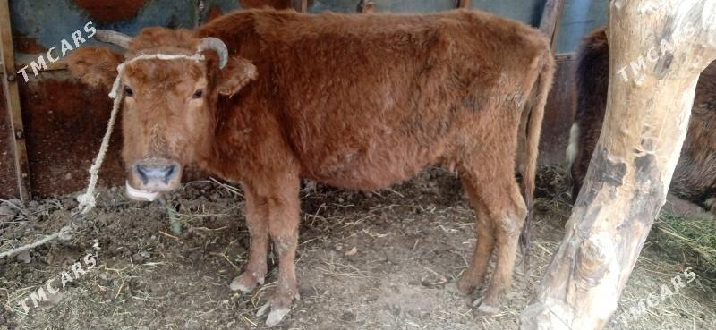 иначе кысыр - Çärjew - img 1