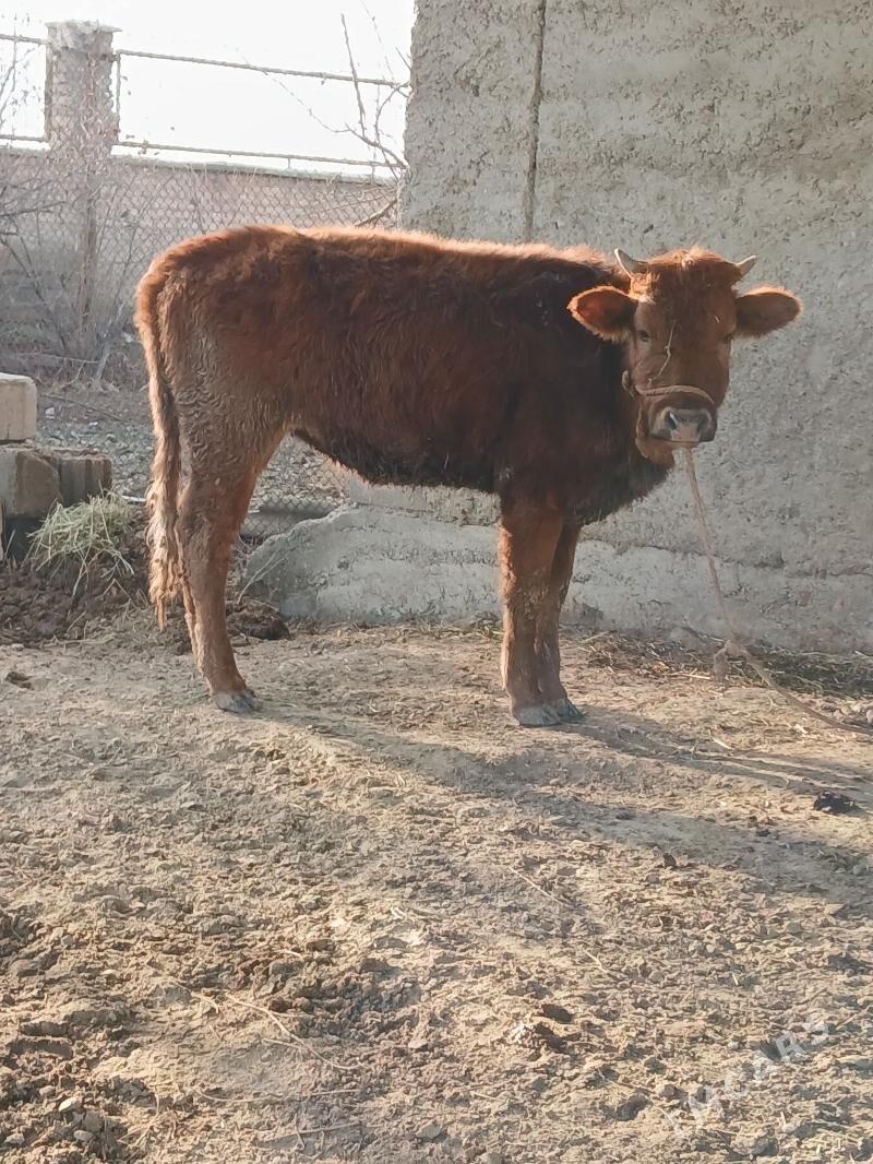 Tuwe - Бахарден - img 1