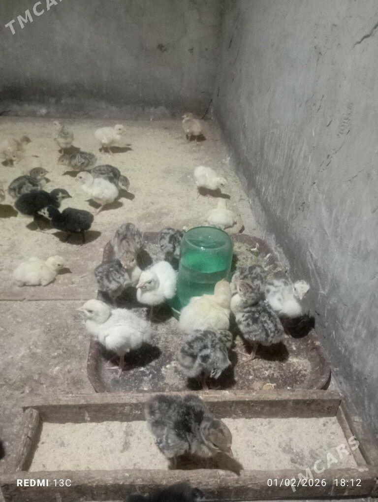 jüýje - Mary - img 1