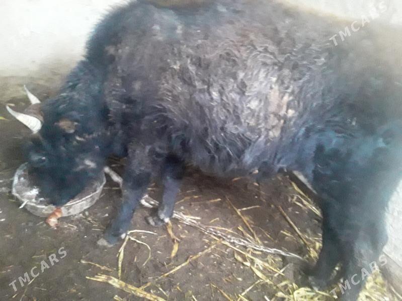 ökuz - Губадаг - img 1