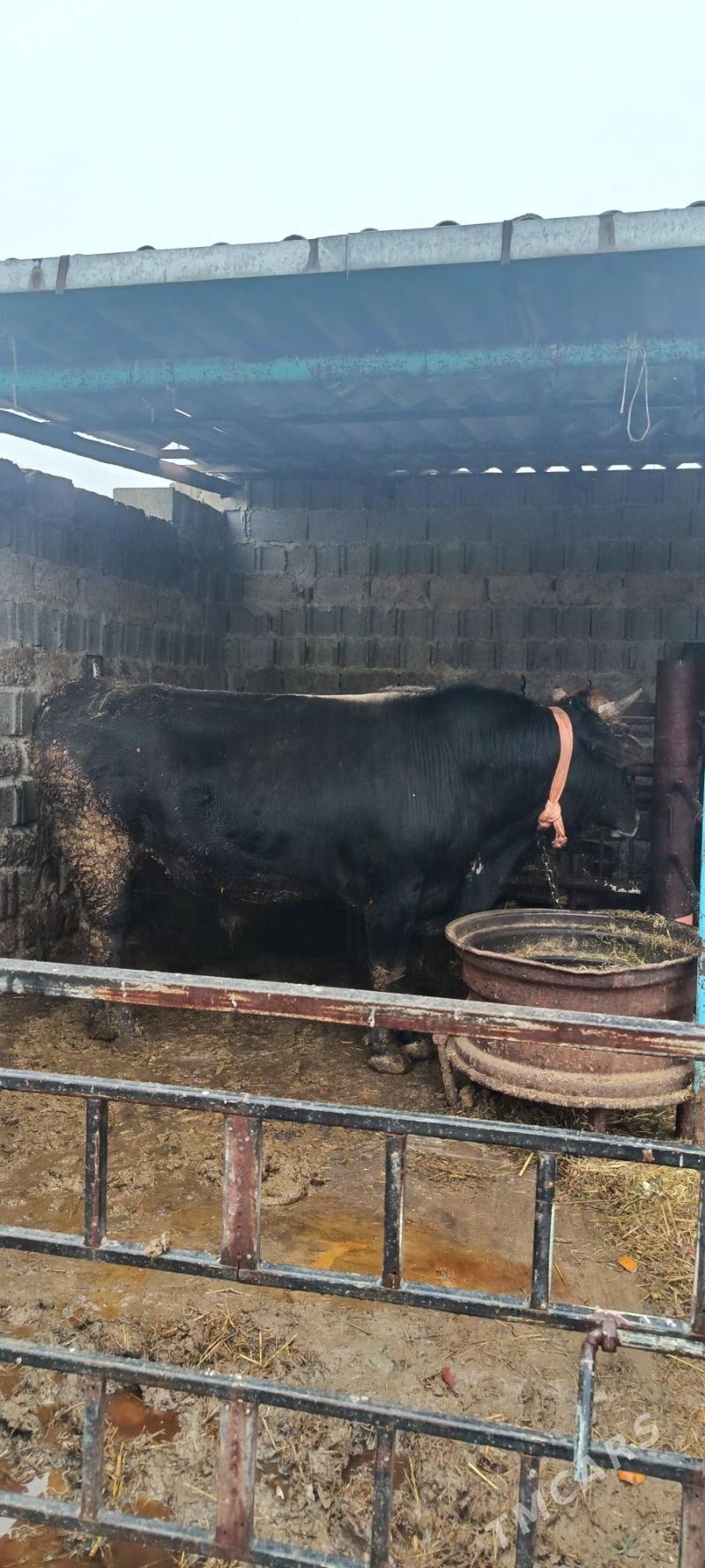 uli okuz - Бахарден - img 1