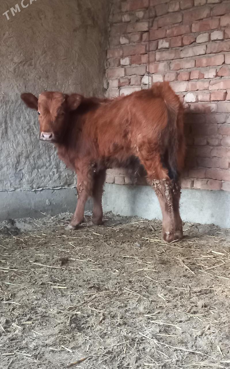 ökuz - Бахарден - img 1