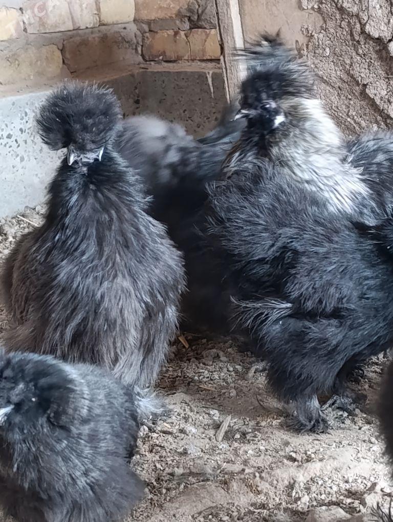 Karlik orginal - Чарджоу - img 1