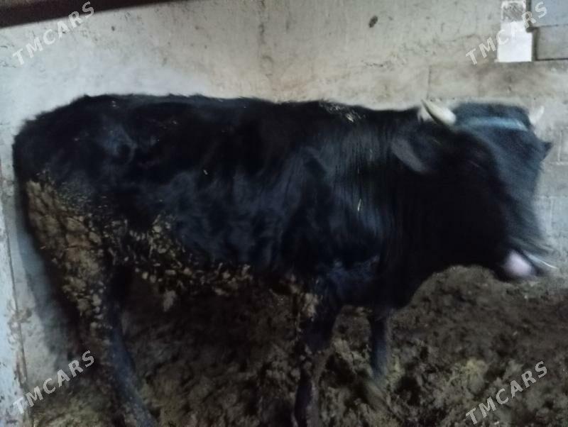 Okuz - Gökdepe - img 1