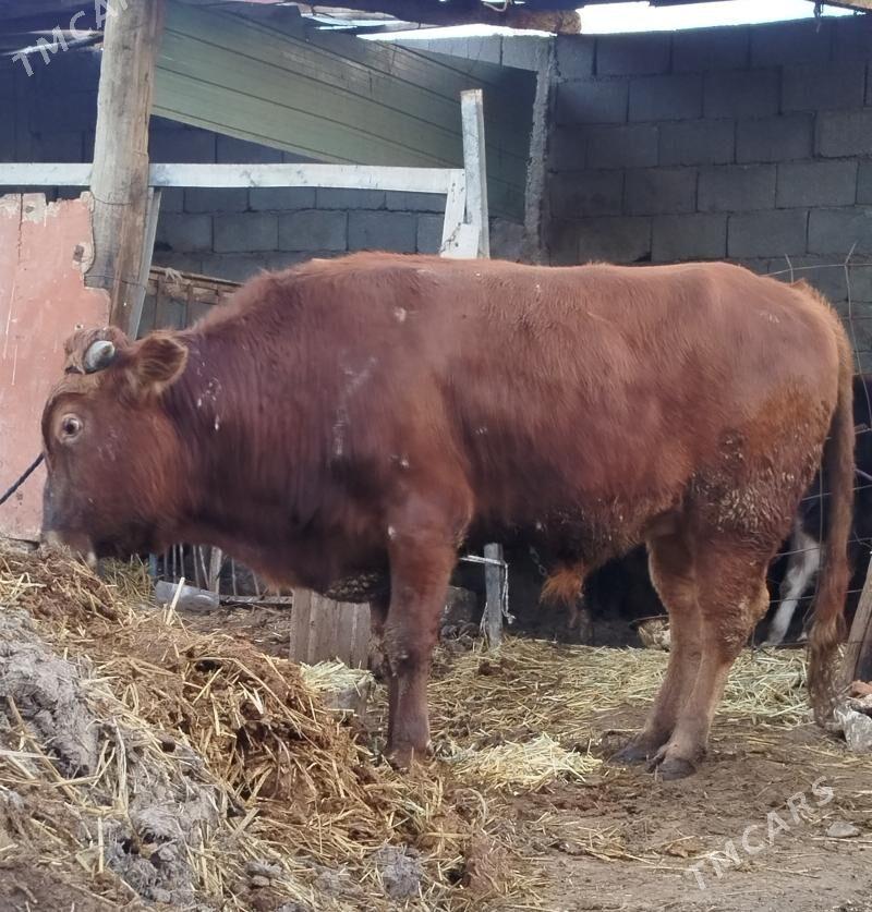 okuz - Чоганлы - img 1