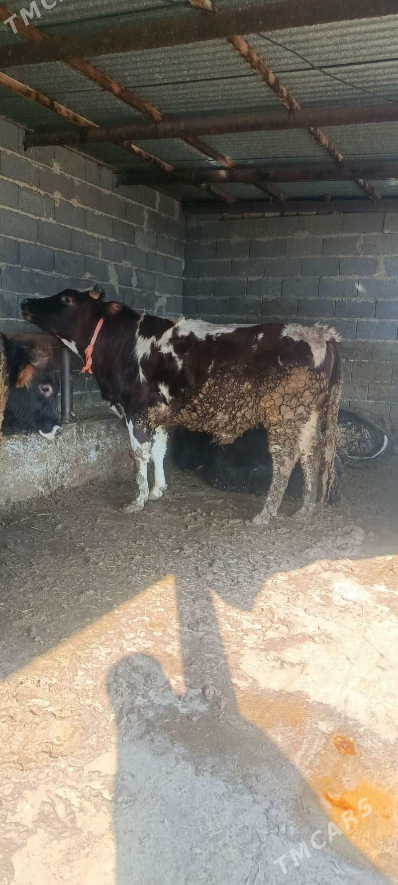 okuz baklan - Бахарден - img 1