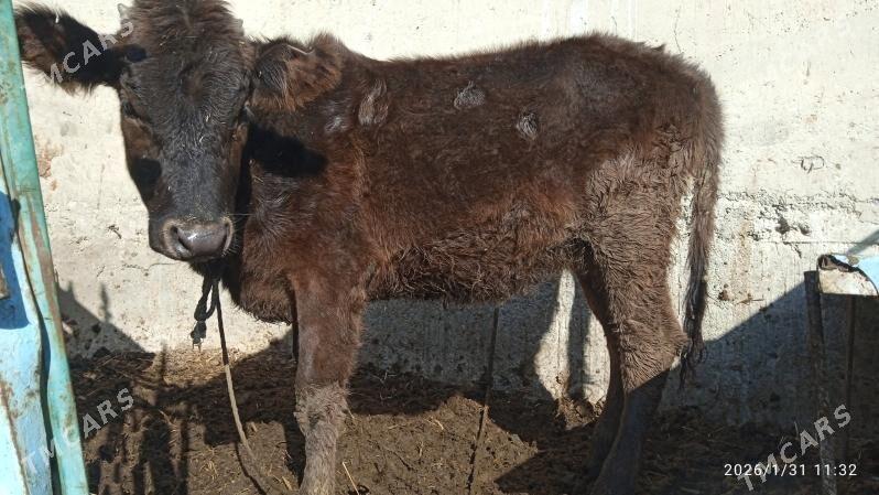 okuz,tuwe - Бахарден - img 1