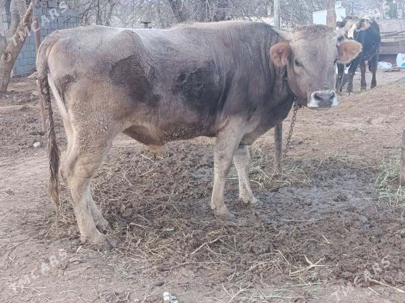 okuz - Ашхабад - img 1