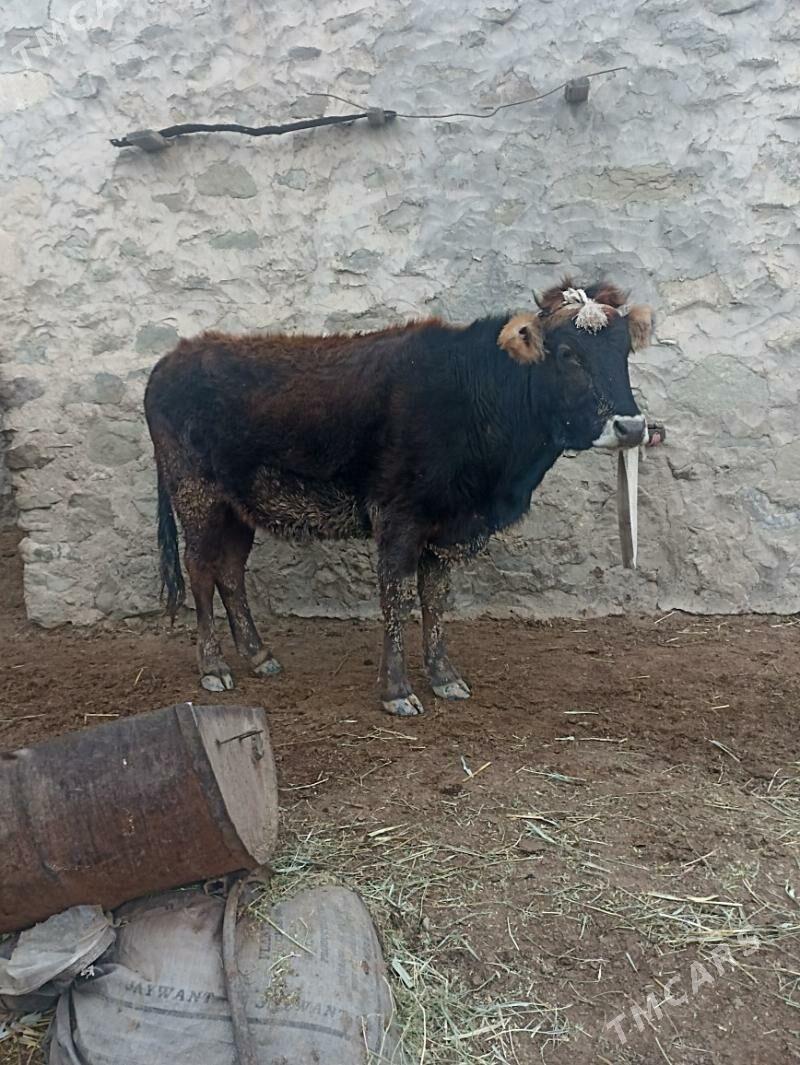 Gacar - Берекет - img 1